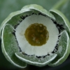 auricula saint boswell - abriachan nurseries